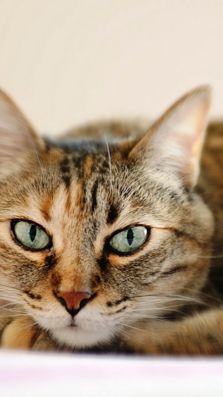 Brown Tabby Cat on White Textile. Wallpaper in 720x1280 Resolution