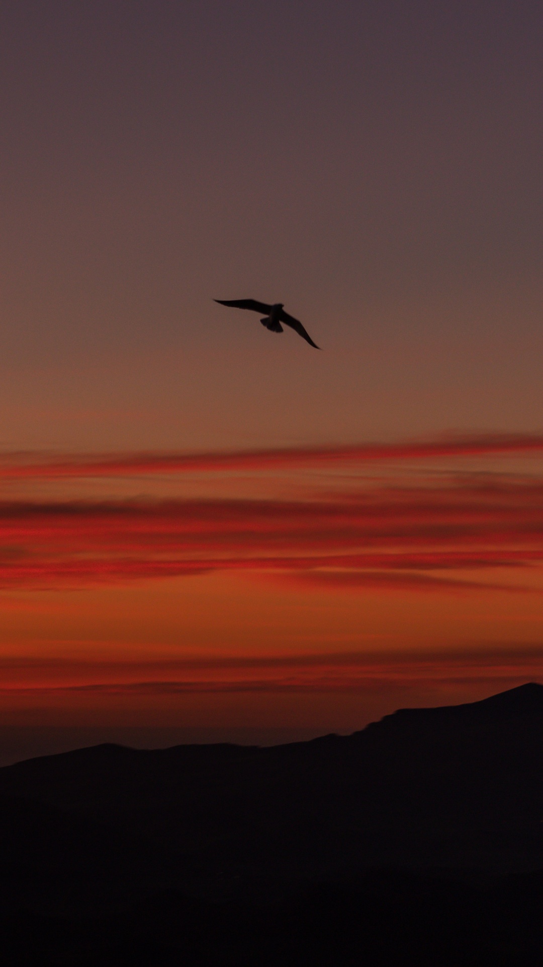 Bird Flying Over The Clouds During Sunset. Wallpaper in 1080x1920 Resolution