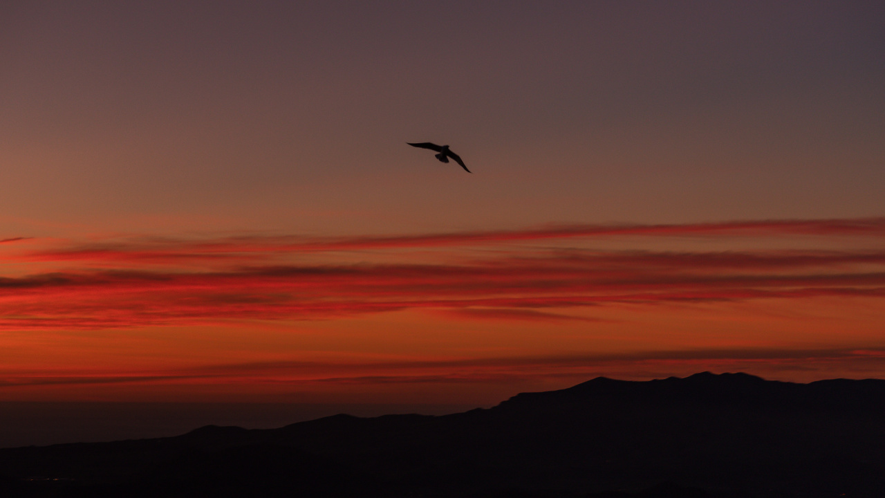 Bird Flying Over The Clouds During Sunset. Wallpaper in 1280x720 Resolution