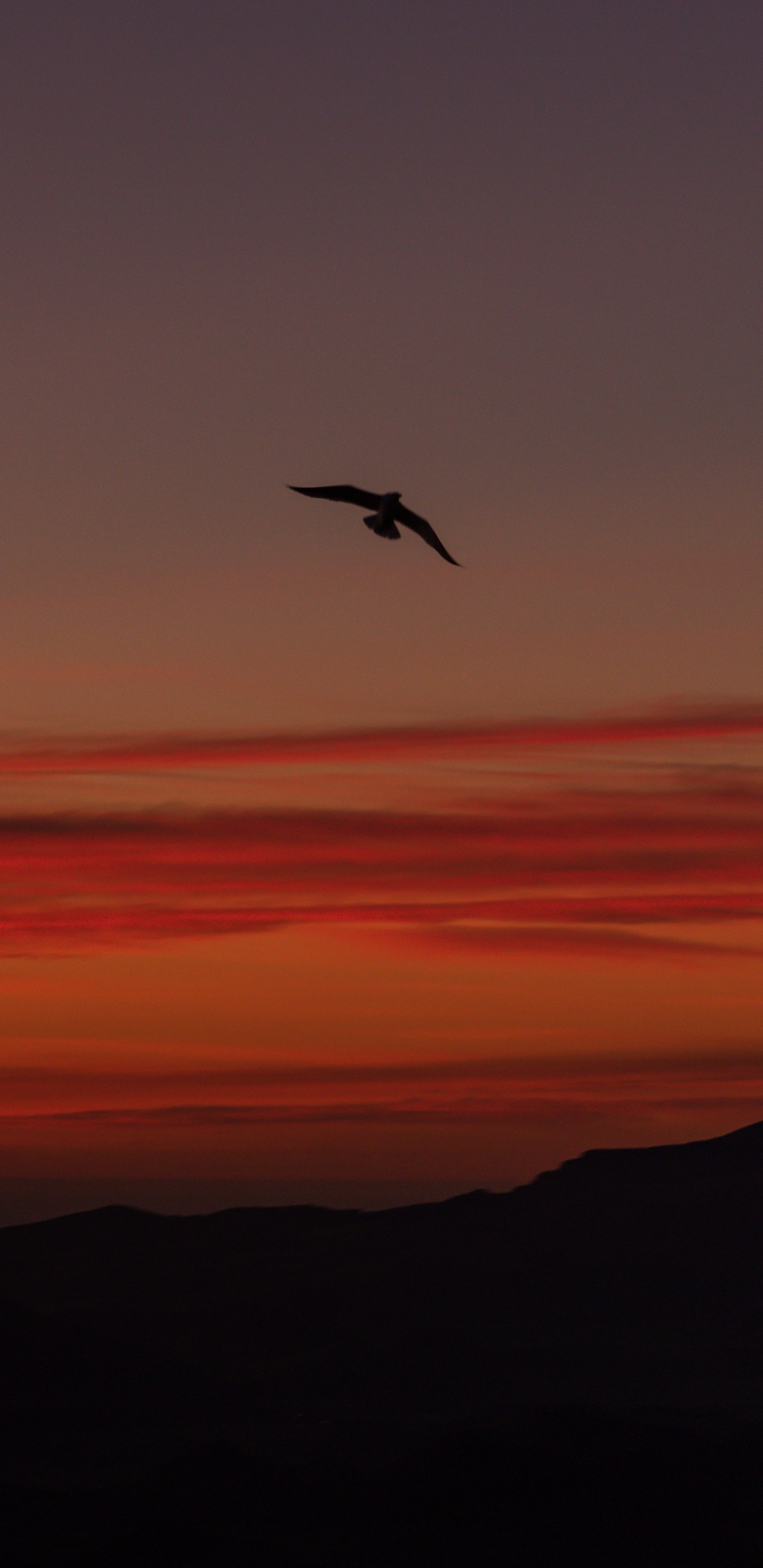 Vogel Fliegt Bei Sonnenuntergang Über Den Wolken. Wallpaper in 1440x2960 Resolution