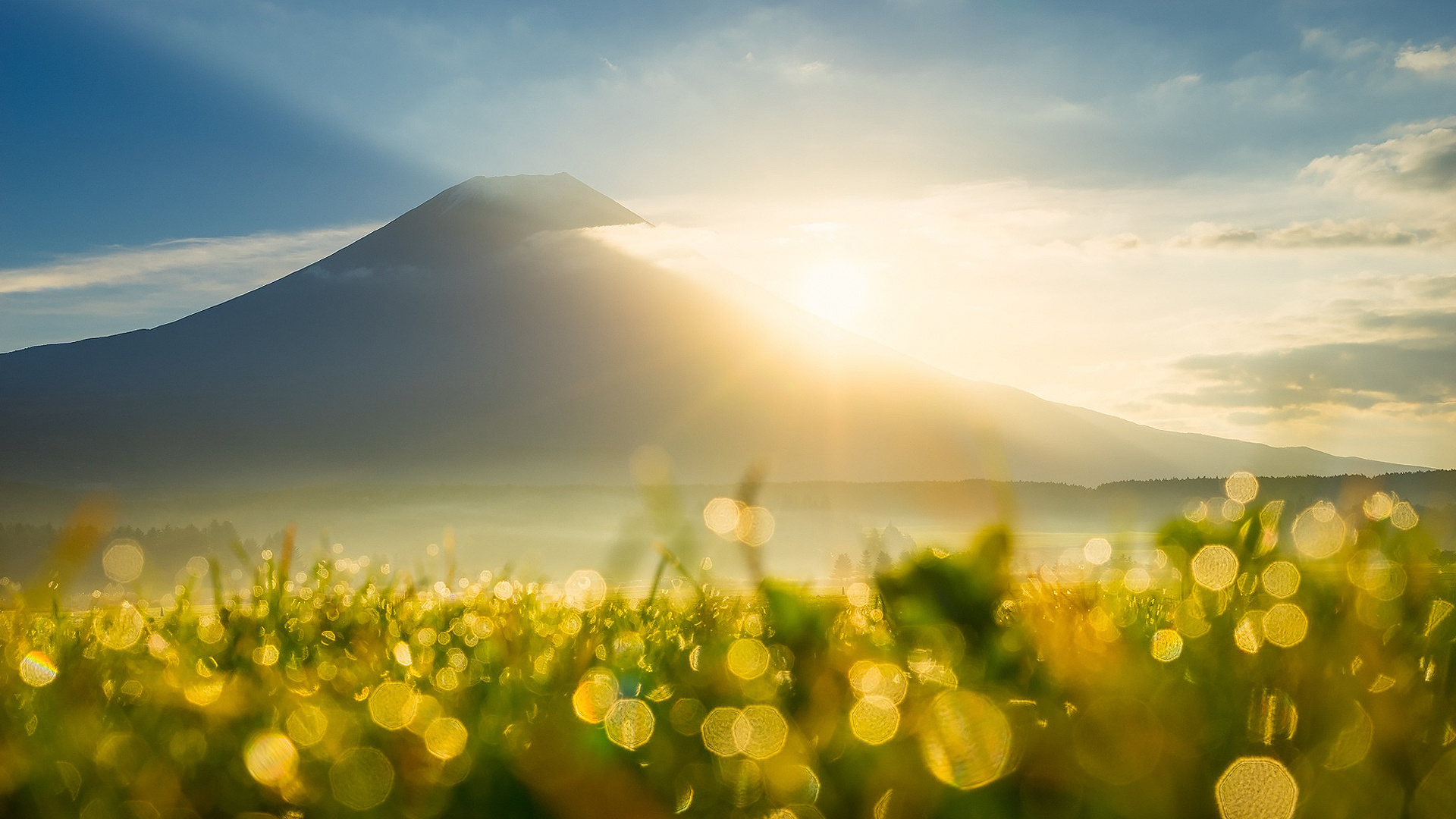 阳光, 早上, 光, 草地上, 草 壁纸 1920x1080 允许