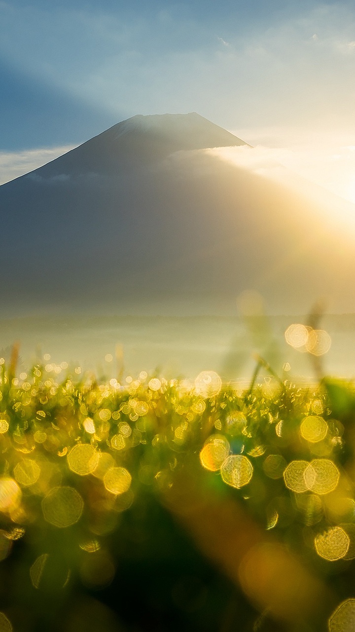 阳光, 早上, 光, 草地上, 草 壁纸 720x1280 允许