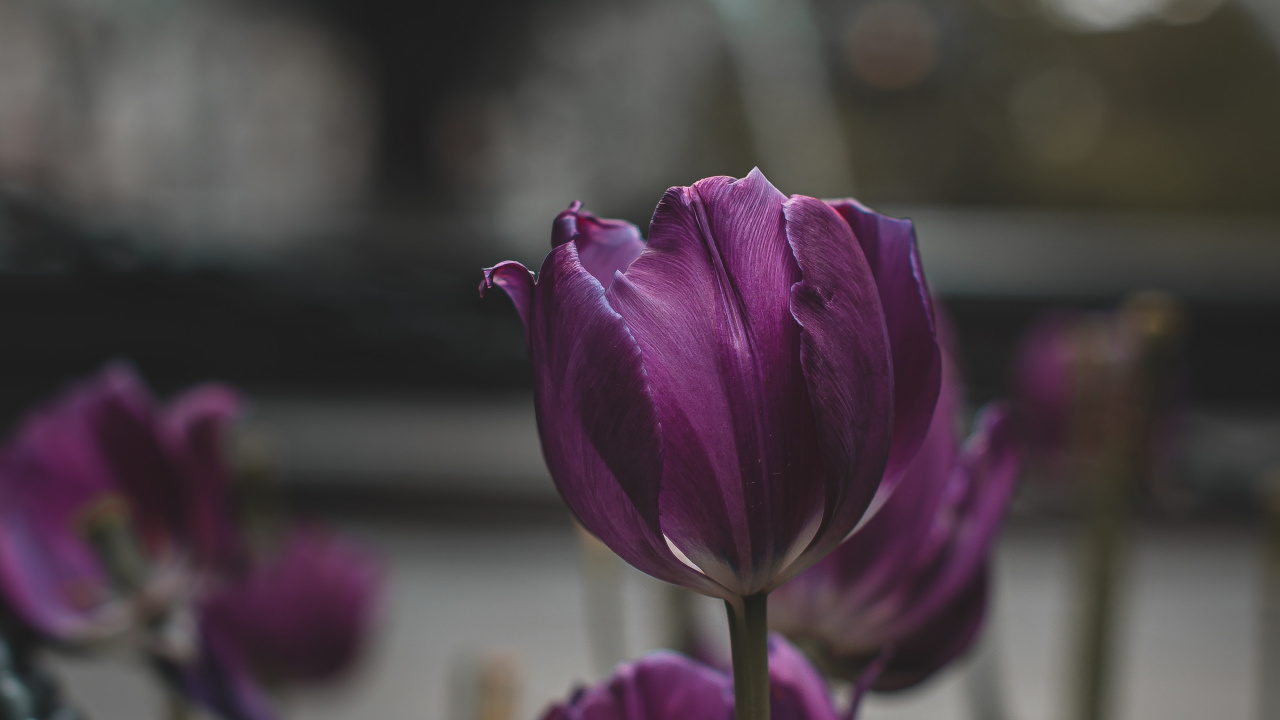 Fleur Pourpre Dans L'objectif à Basculement. Wallpaper in 1280x720 Resolution