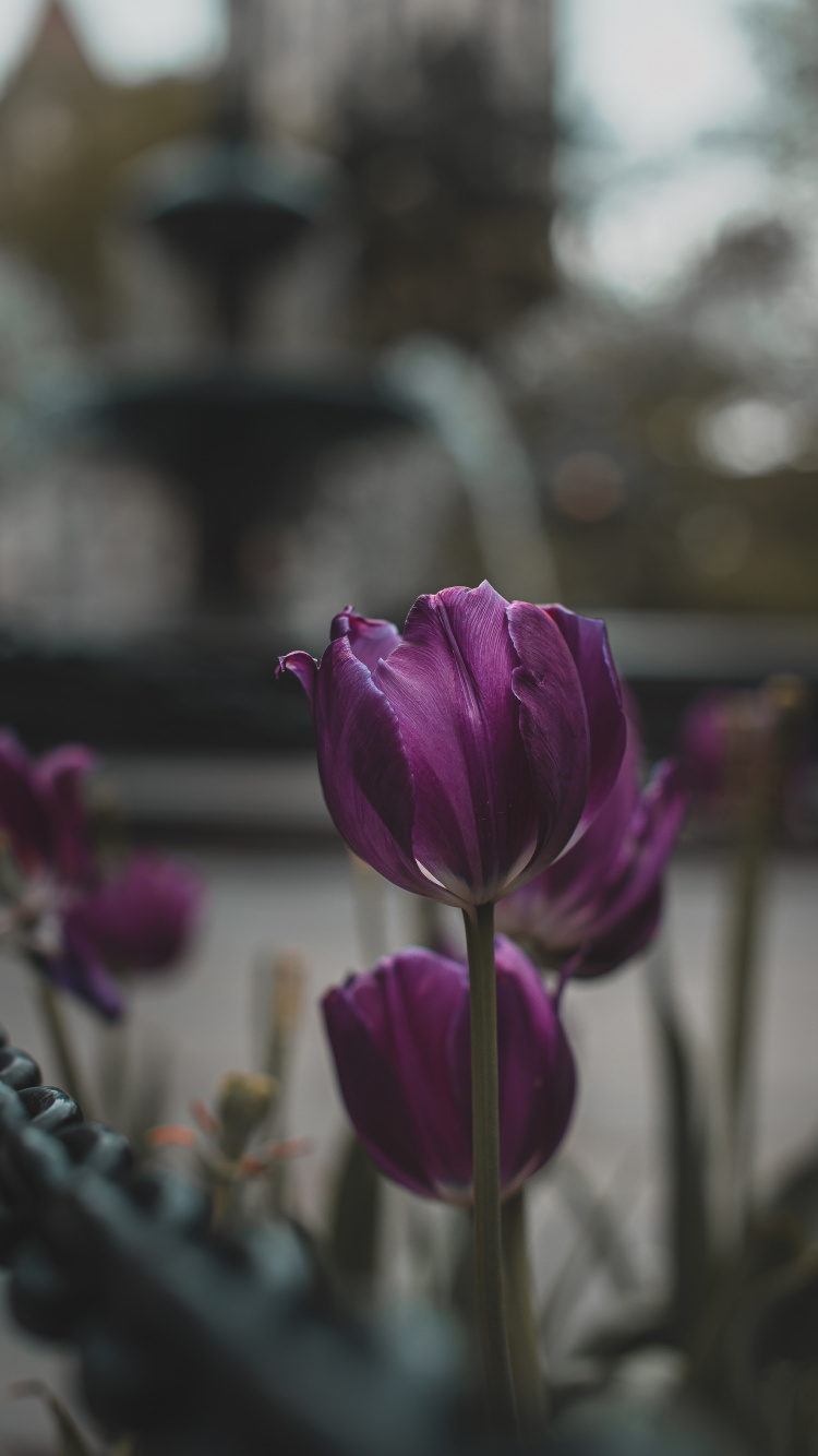 Fleur Pourpre Dans L'objectif à Basculement. Wallpaper in 750x1334 Resolution