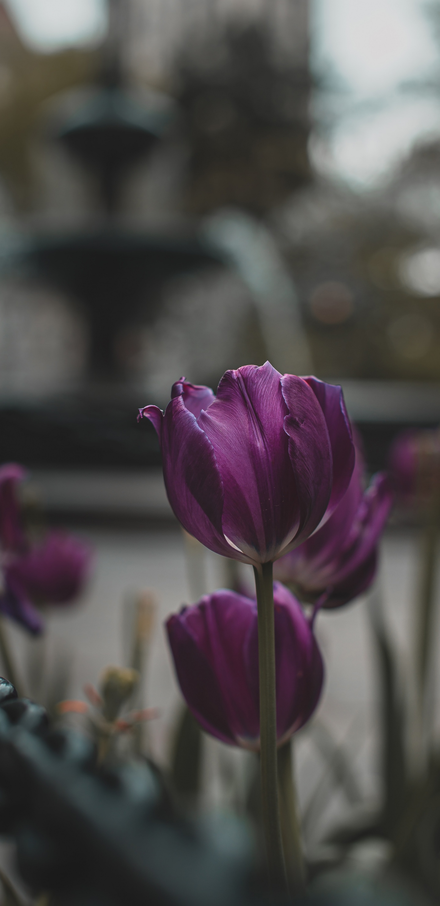 Lila Blume in Tilt-Shift-Linse. Wallpaper in 1440x2960 Resolution