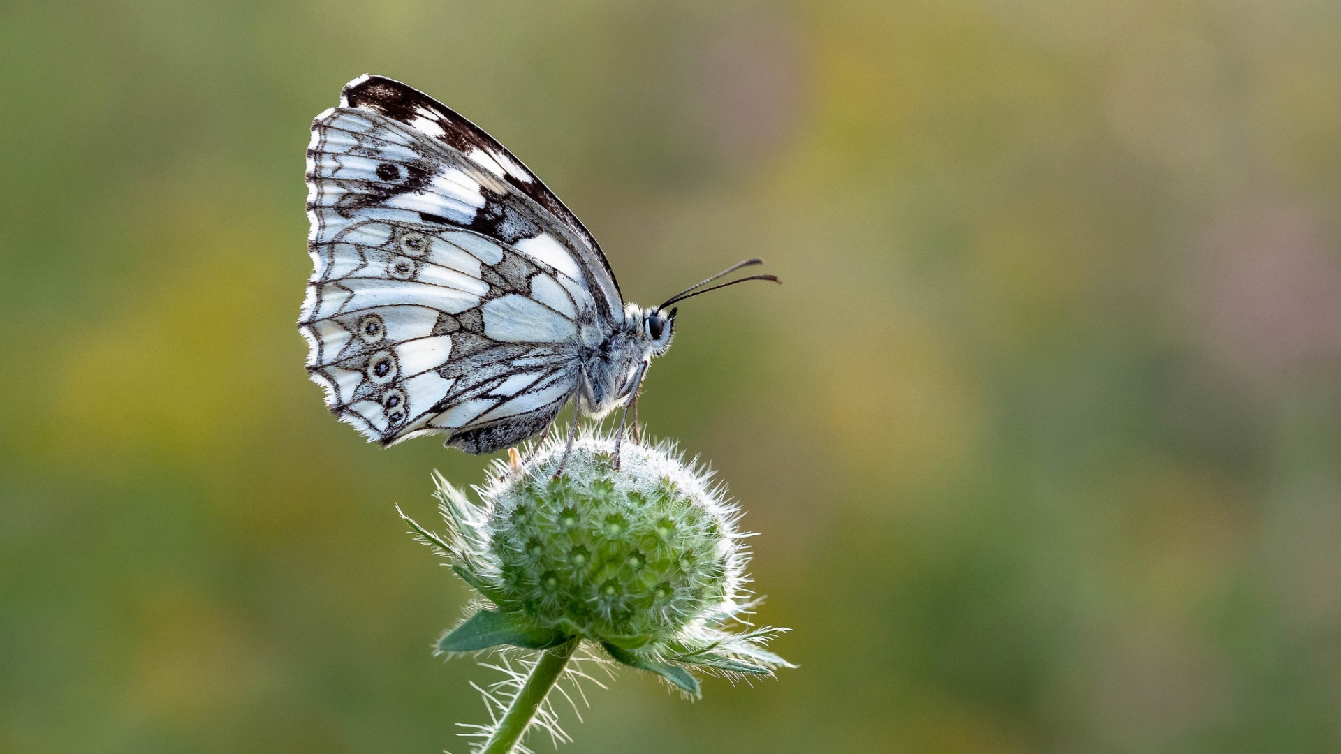 Black and White Butterfly Perched on White Flower in Close up Photography During Daytime. Wallpaper in 1920x1080 Resolution