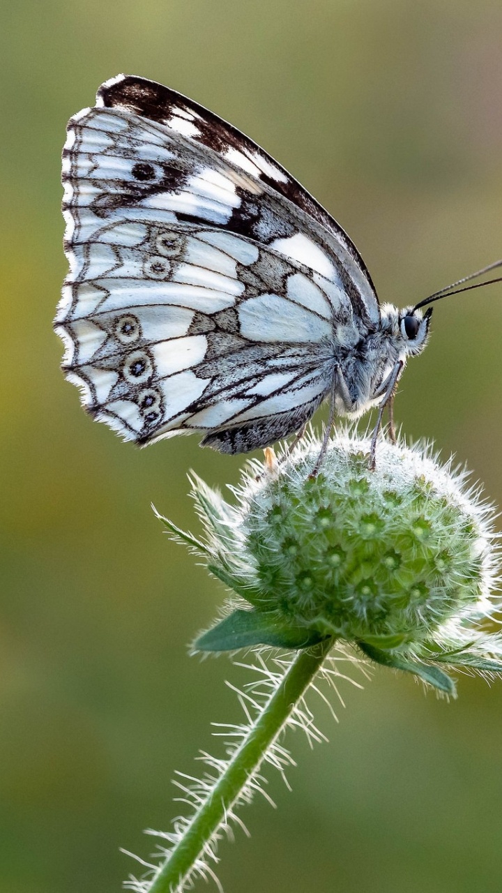 Black and White Butterfly Perched on White Flower in Close up Photography During Daytime. Wallpaper in 720x1280 Resolution