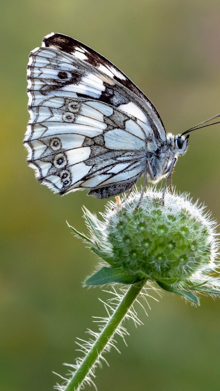 Black and White Butterfly Perched on White Flower in Close up Photography During Daytime. Wallpaper in 750x1334 Resolution