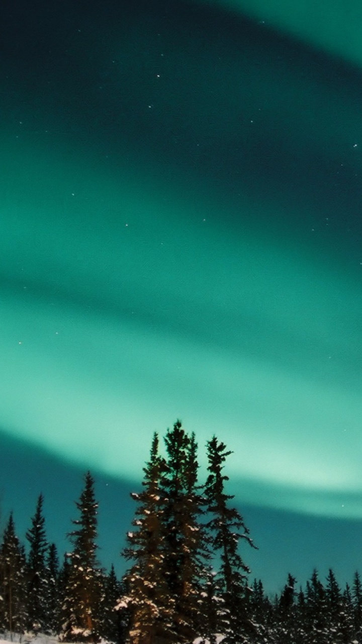 Ciel Vert et Noir Au-dessus Des Pins. Wallpaper in 720x1280 Resolution