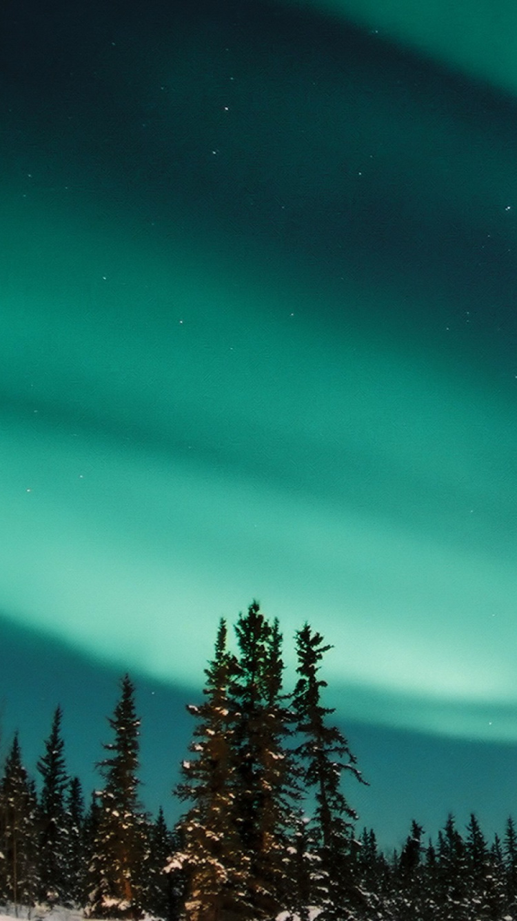 Ciel Vert et Noir Au-dessus Des Pins. Wallpaper in 750x1334 Resolution