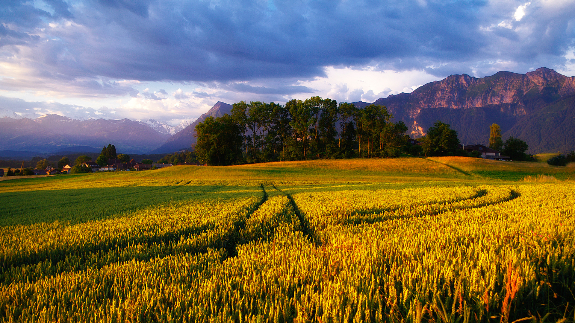 Green Grass Field Near Green Trees Under White Clouds During Daytime. Wallpaper in 1920x1080 Resolution