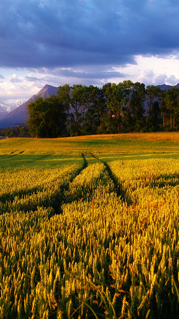 Green Grass Field Near Green Trees Under White Clouds During Daytime. Wallpaper in 720x1280 Resolution