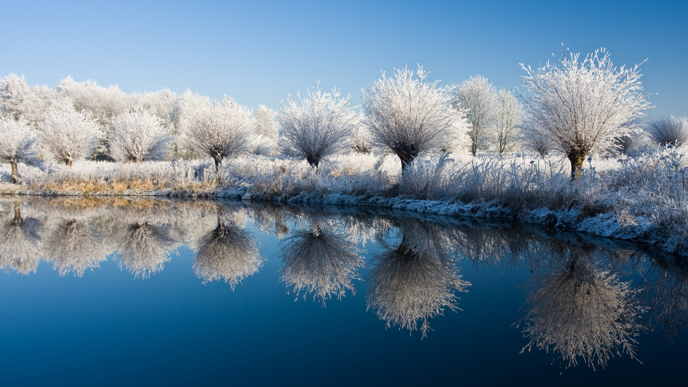 Árboles Blancos en el Suelo Cubierto de Nieve Junto al Lago Durante el Día. Wallpaper in 1366x768 Resolution