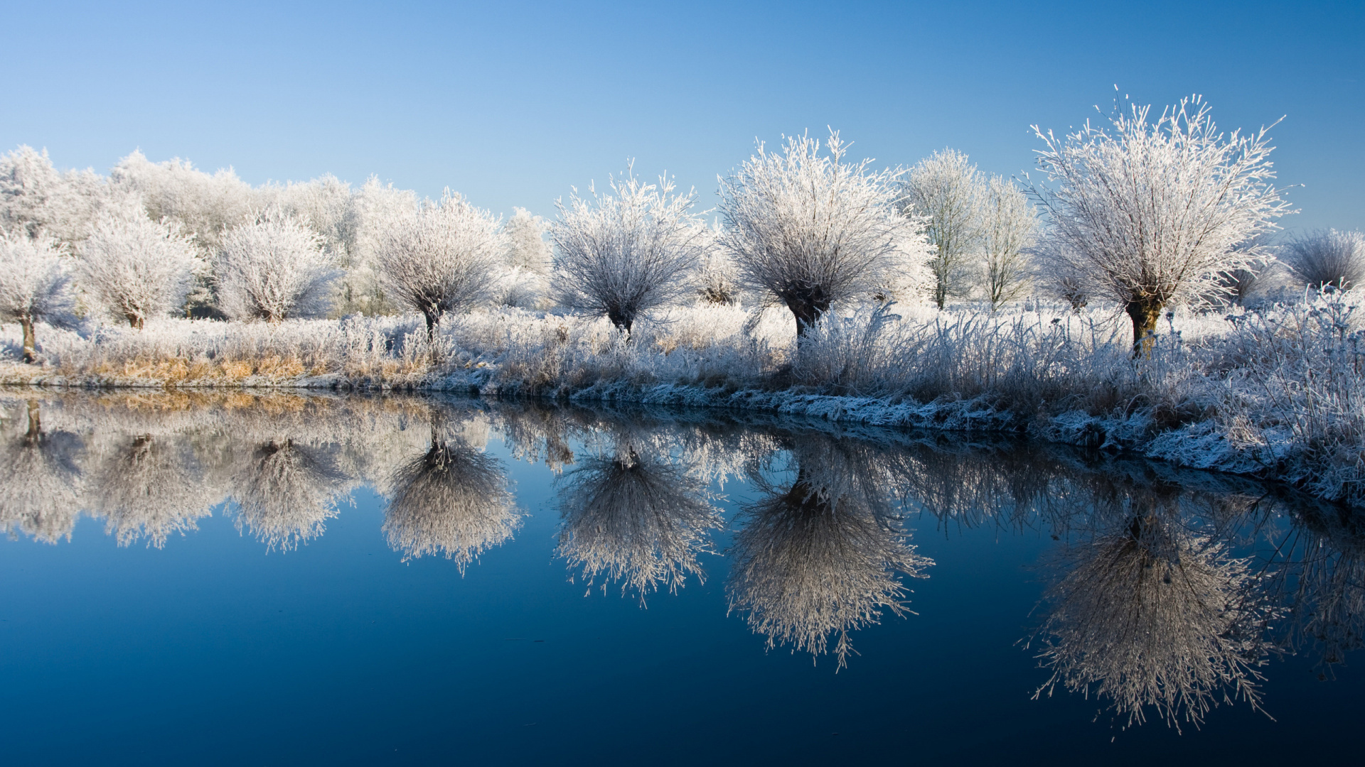 Arbres Blancs Sur le Sol Couvert de Neige à Côté du Lac Pendant la Journée. Wallpaper in 1920x1080 Resolution