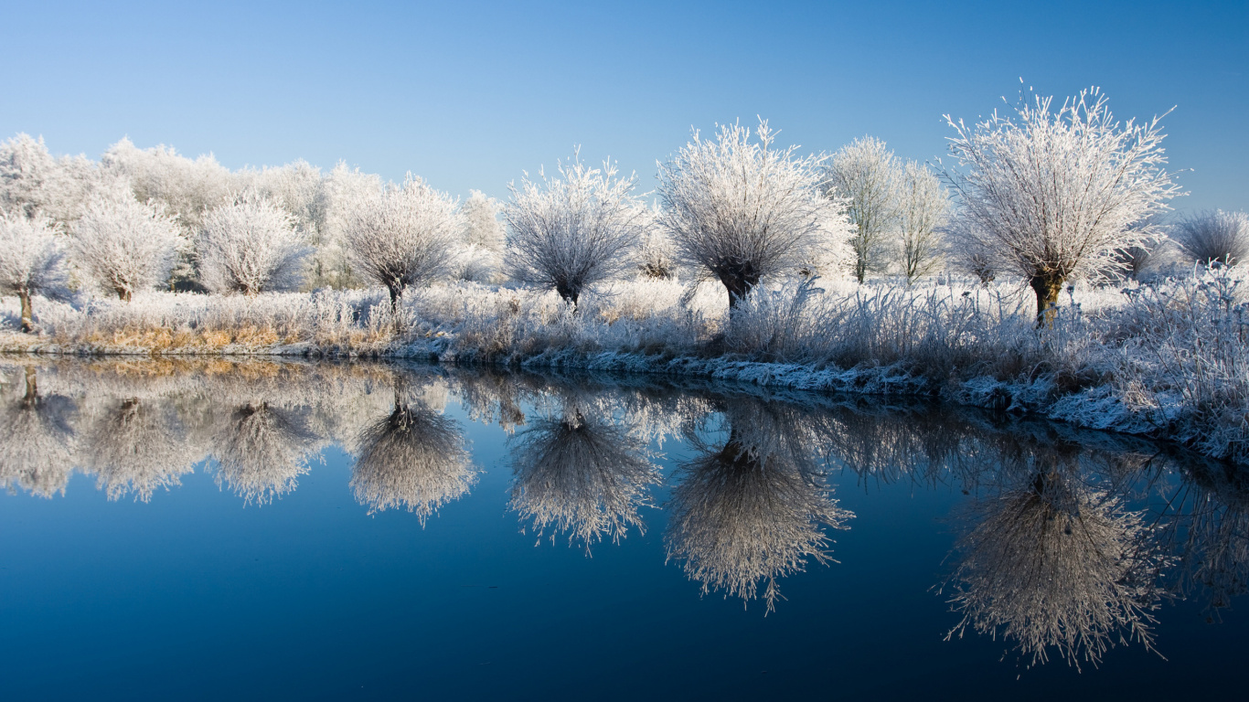 Weiße Bäume Auf Schneebedecktem Boden am See Tagsüber. Wallpaper in 1366x768 Resolution