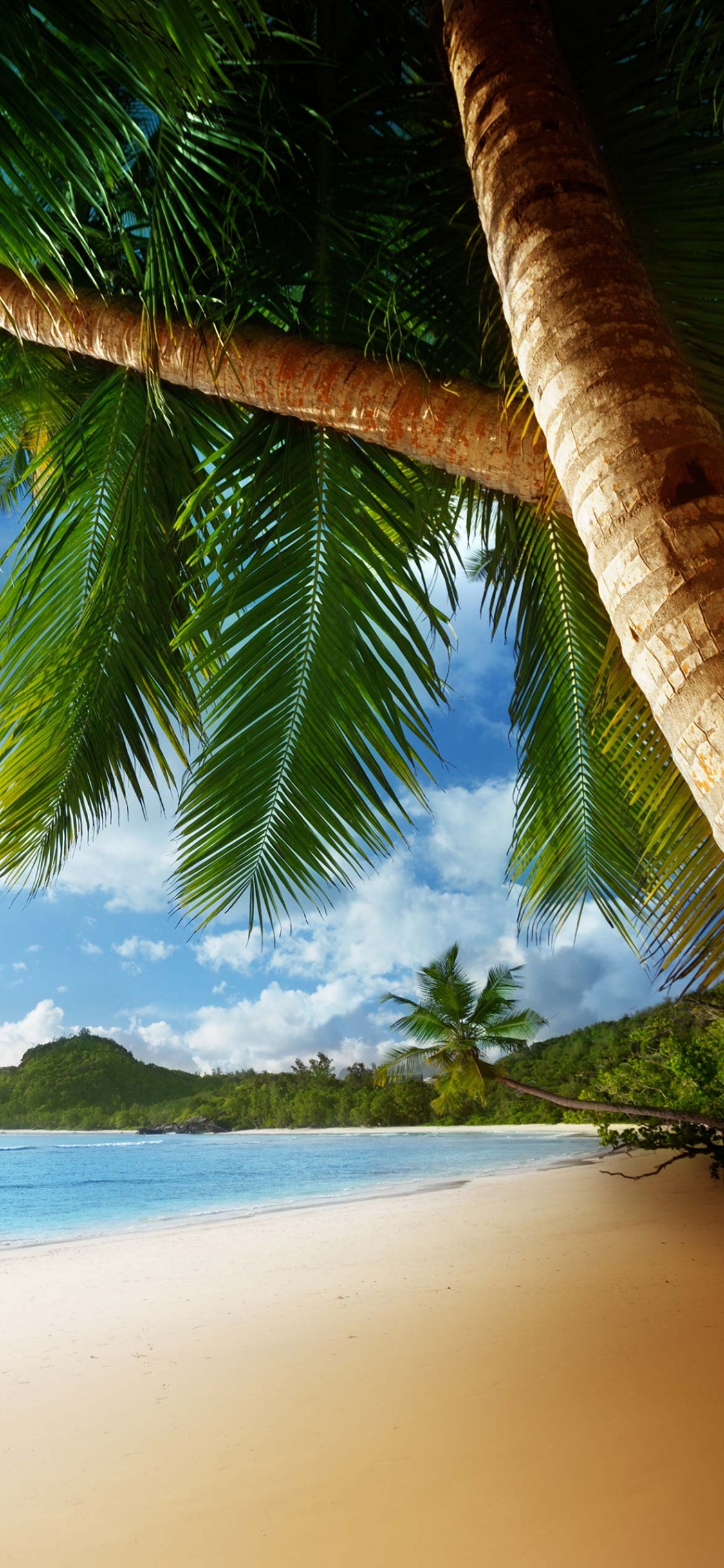 Coconut Tree on Beach Shore During Daytime. Wallpaper in 1125x2436 Resolution