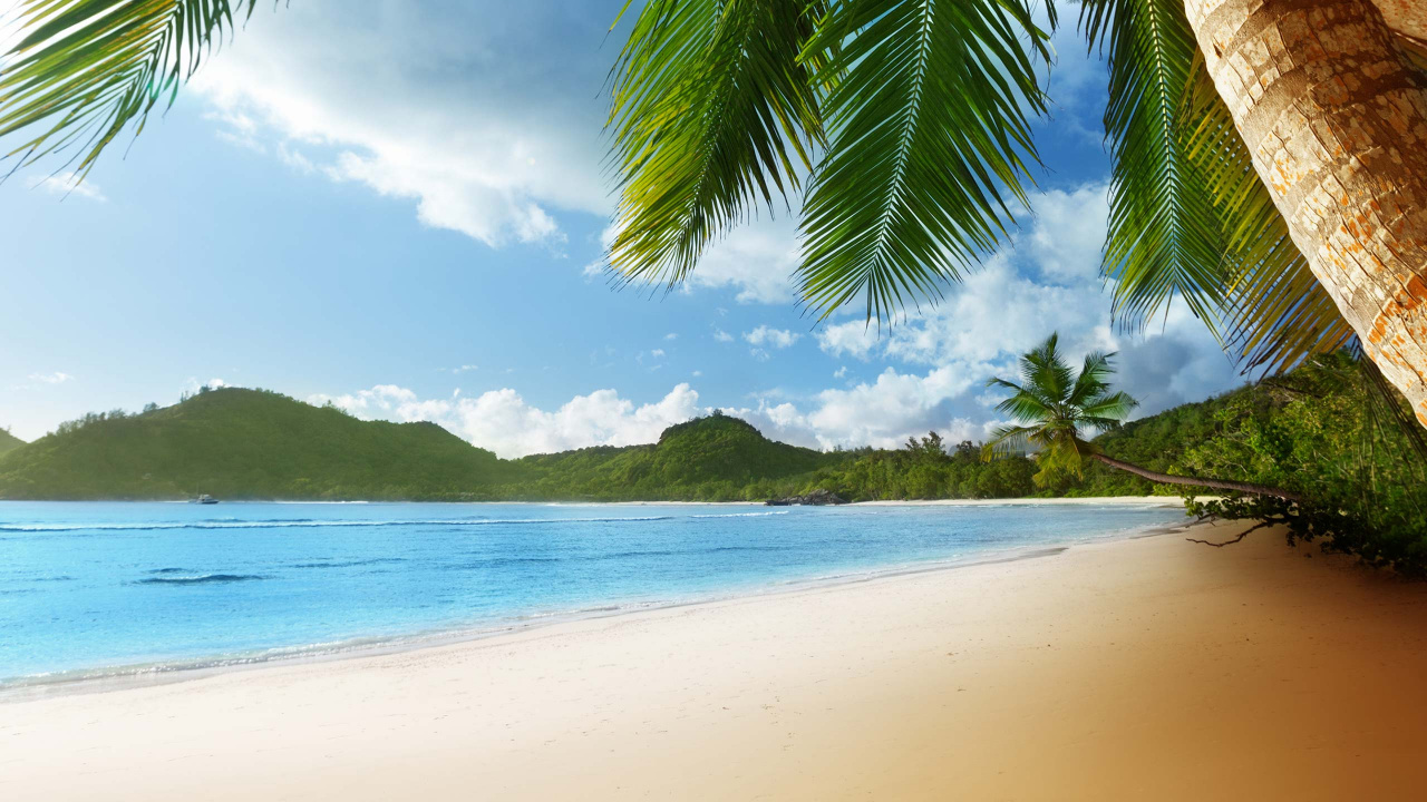 Coconut Tree on Beach Shore During Daytime. Wallpaper in 1280x720 Resolution