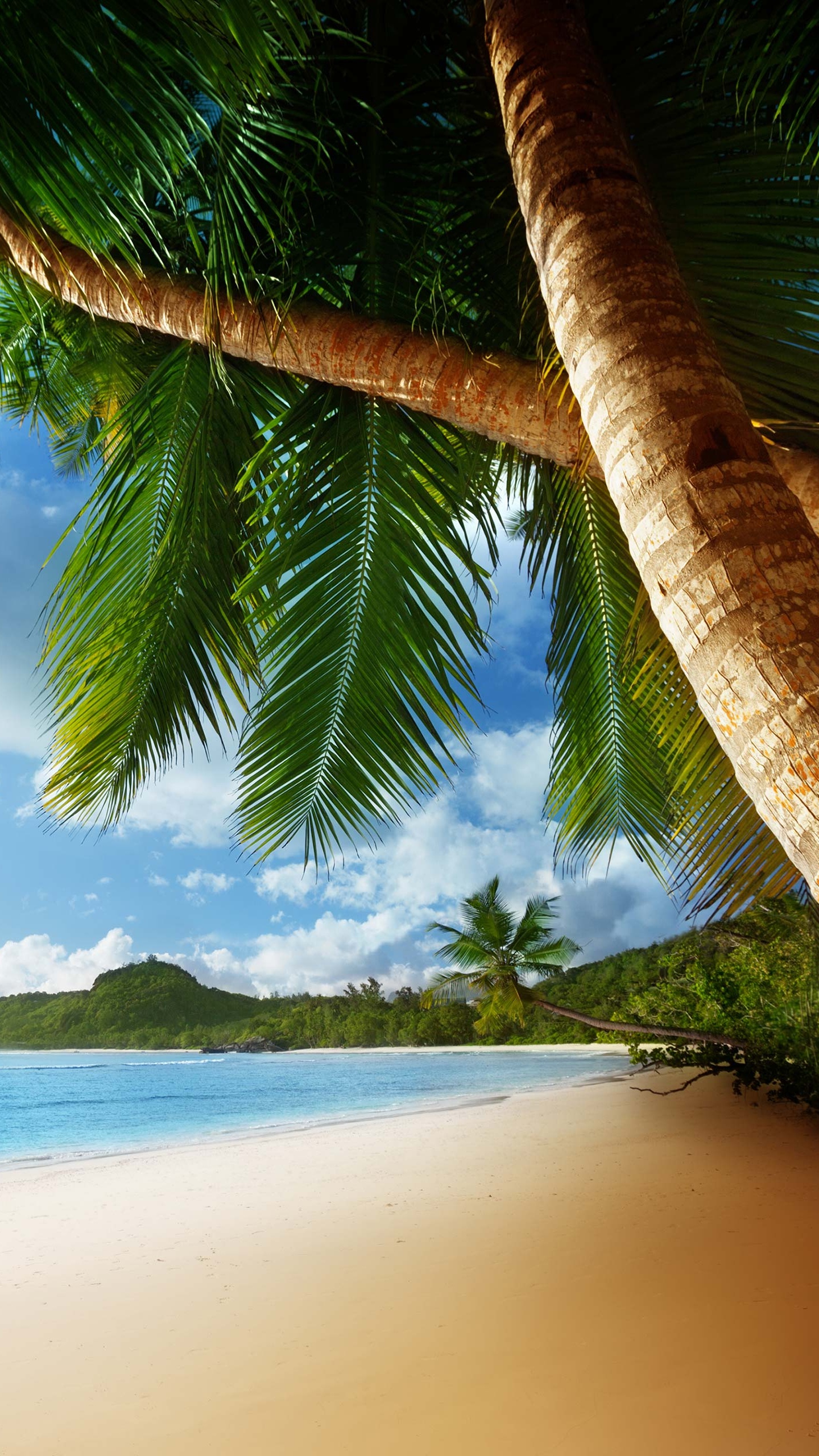 Coconut Tree on Beach Shore During Daytime. Wallpaper in 1440x2560 Resolution