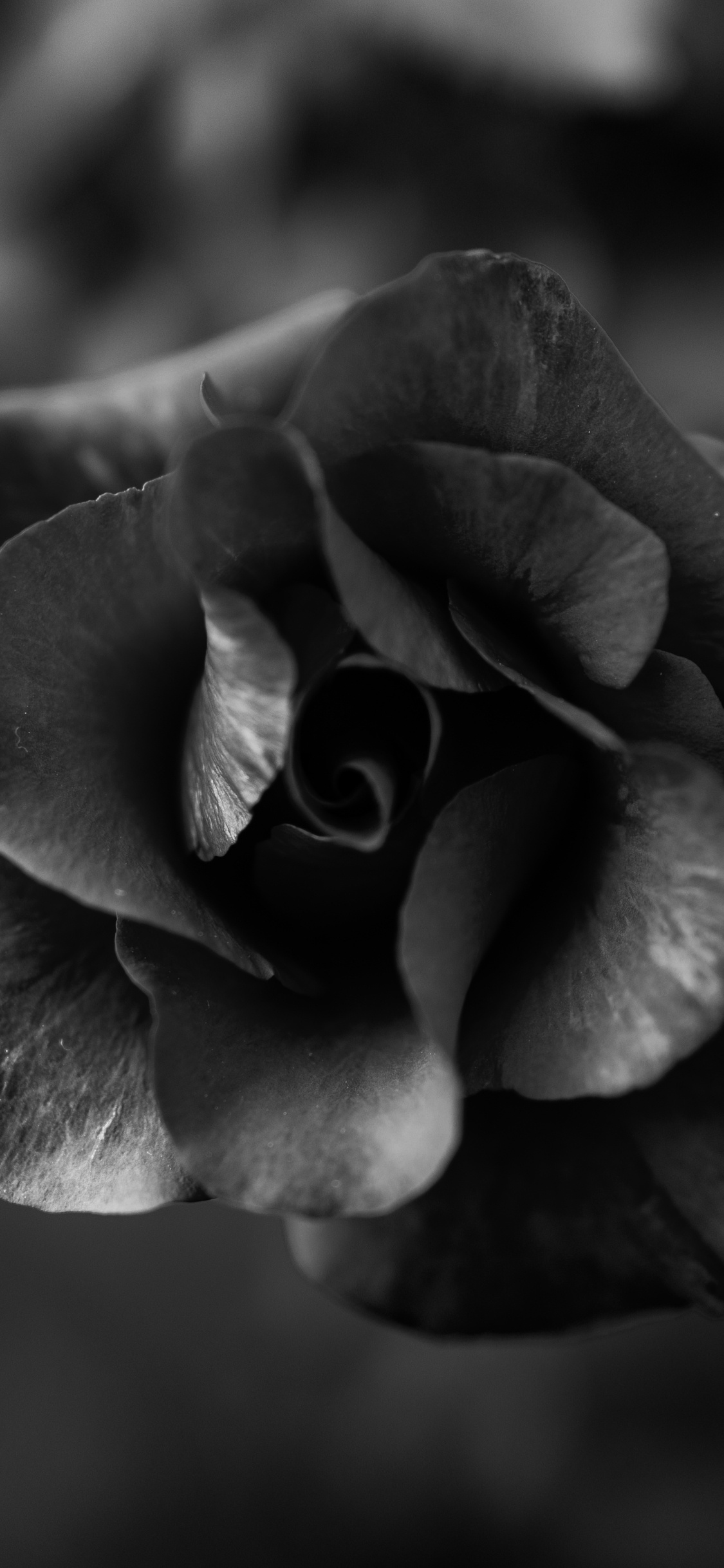 Grayscale Photo of Rose Flower. Wallpaper in 1125x2436 Resolution