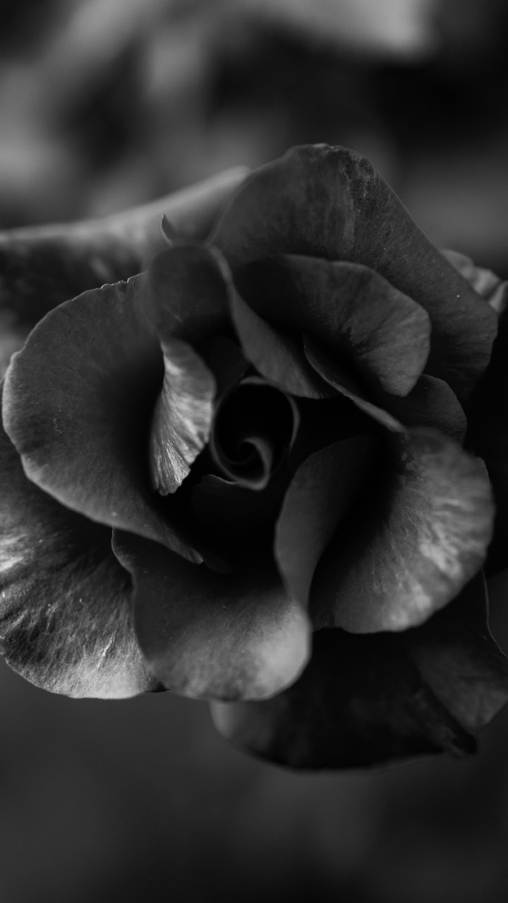 Grayscale Photo of Rose Flower. Wallpaper in 720x1280 Resolution