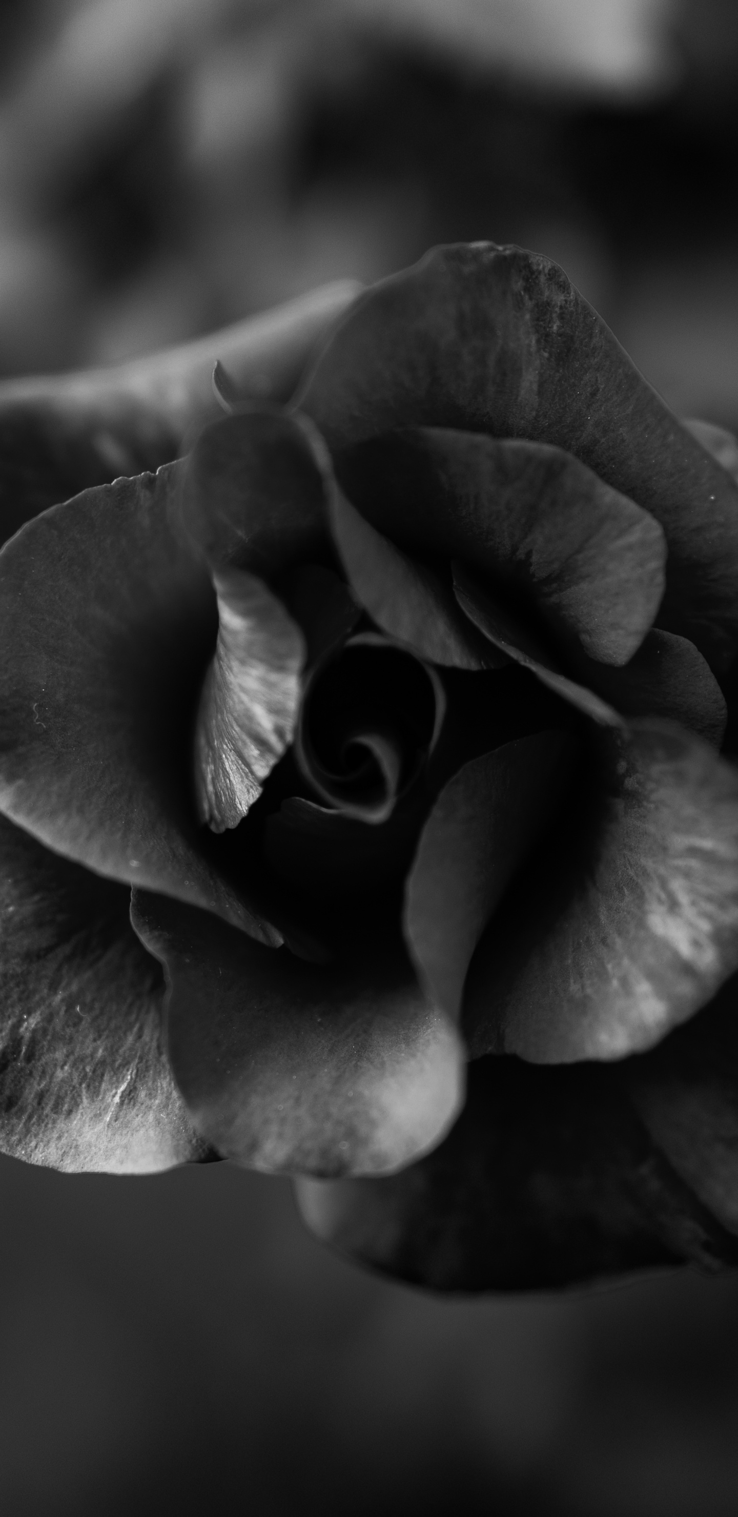 Photo en Niveaux de Gris de Fleur Rose. Wallpaper in 1440x2960 Resolution