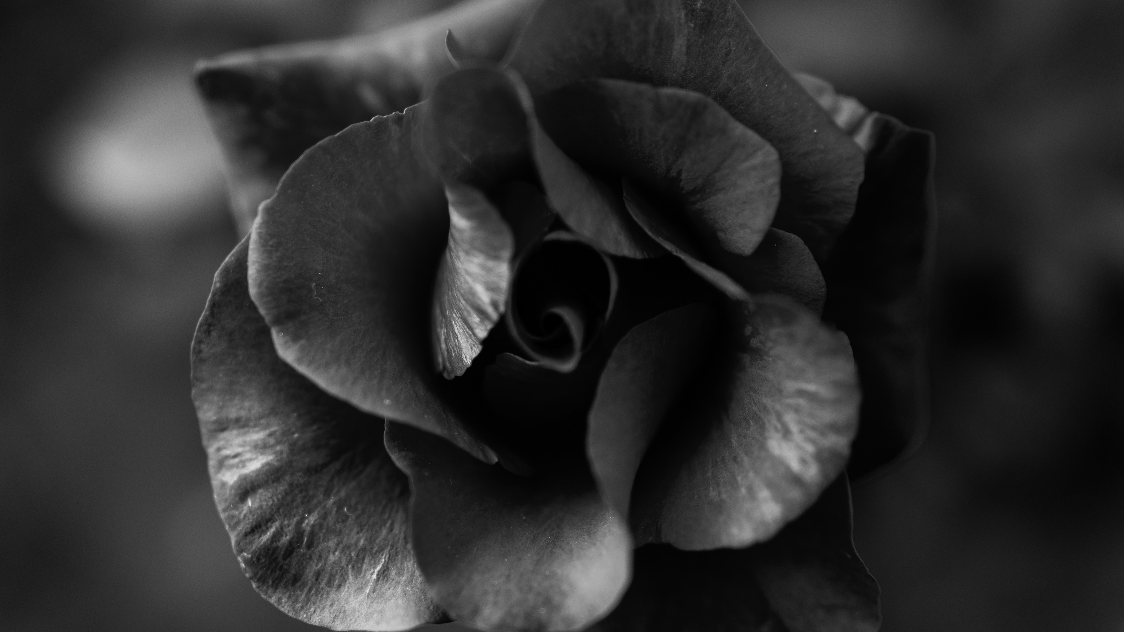 Photo en Niveaux de Gris de Fleur Rose. Wallpaper in 3840x2160 Resolution