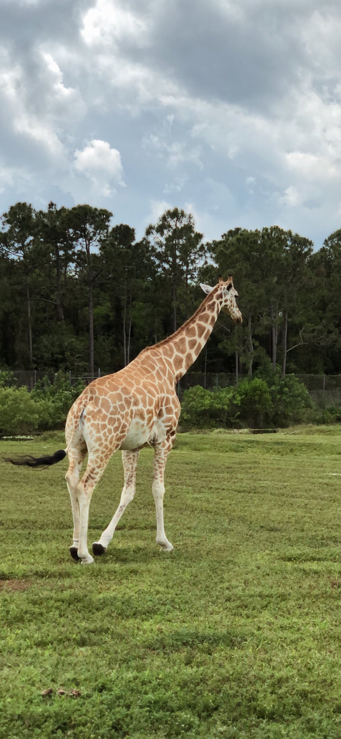 Giraffe, Ecosistema, la Vegetación, Naturaleza, Giraffidae. Wallpaper in 1125x2436 Resolution