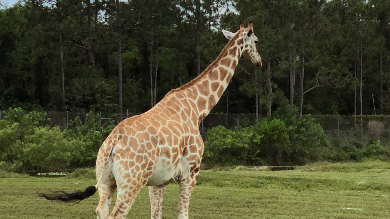 Giraffe, Ecosystem, Vegetation, Nature, Giraffidae. Wallpaper in 1366x768 Resolution