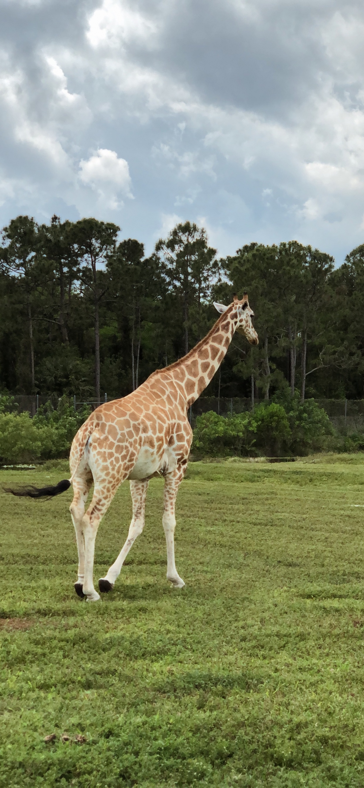 Giraffe, Ökosystem, Vegetation, Natur, Giraffidae. Wallpaper in 1242x2688 Resolution