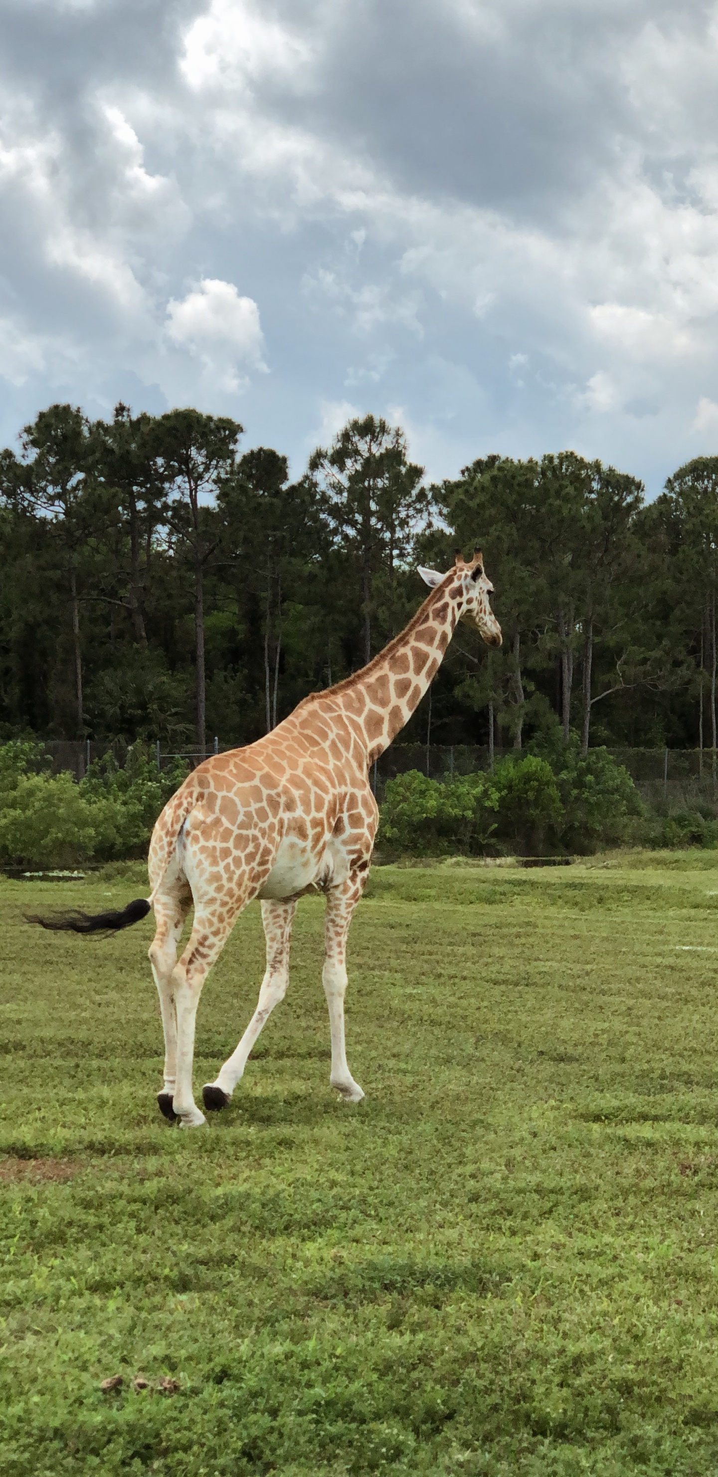 Giraffe, Ökosystem, Vegetation, Natur, Giraffidae. Wallpaper in 1440x2960 Resolution