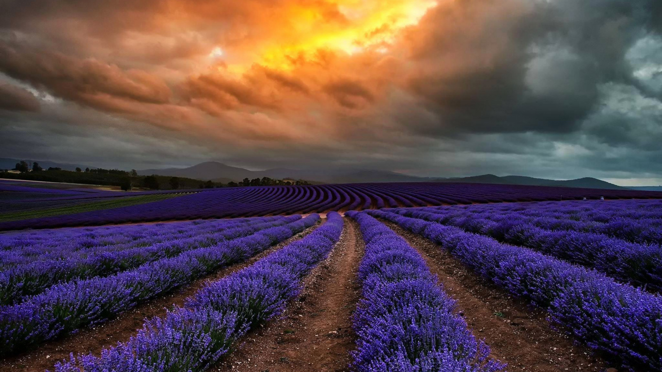 Campo de Flores Moradas Bajo el Cielo Nublado Durante el Día. Wallpaper in 1366x768 Resolution