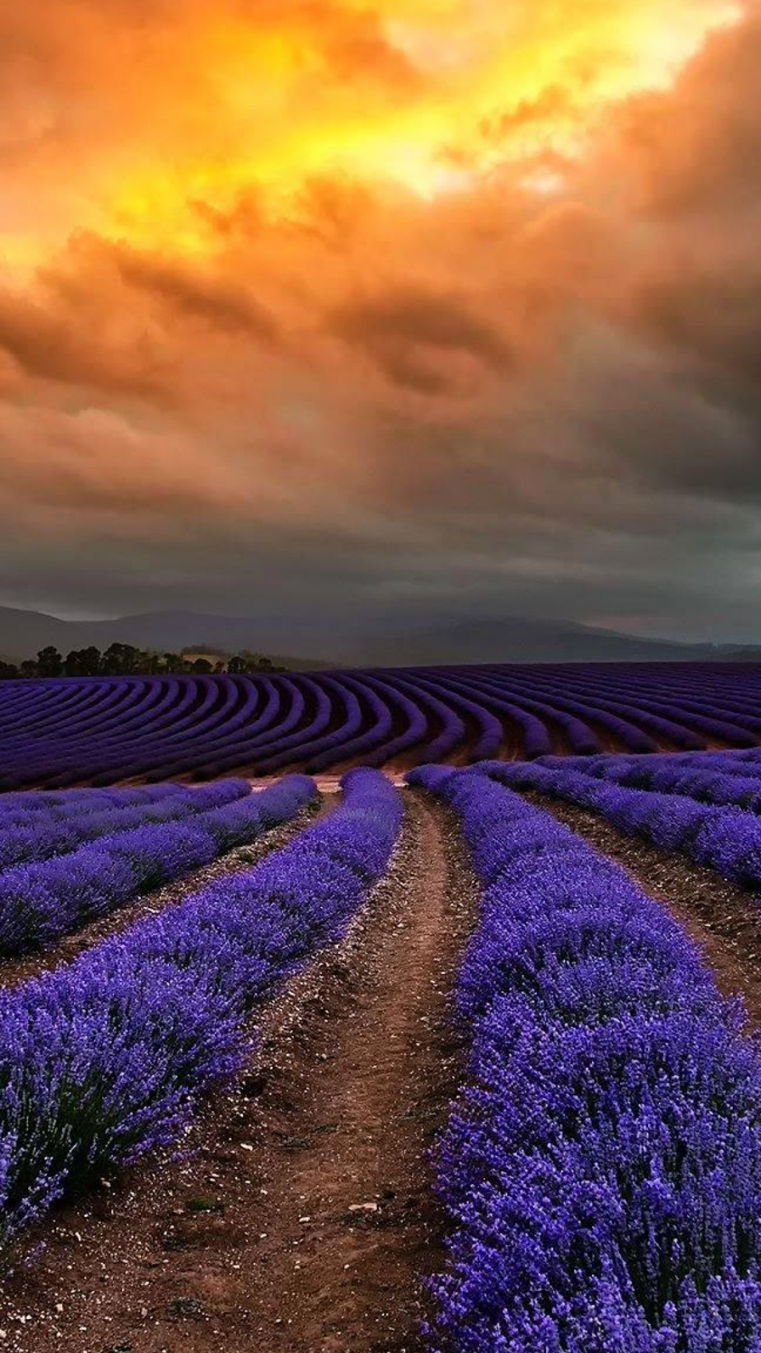 Champ de Fleurs Violettes Sous Ciel Nuageux Pendant la Journée. Wallpaper in 1080x1920 Resolution