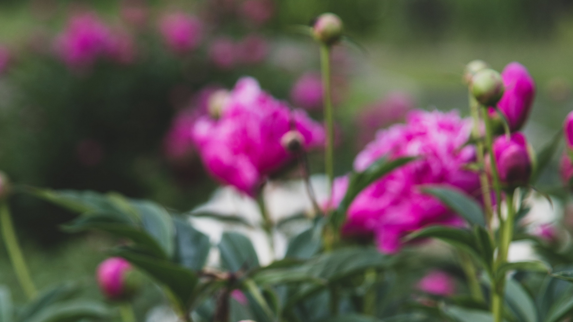 Fleurs Roses Avec Des Feuilles Vertes. Wallpaper in 1920x1080 Resolution