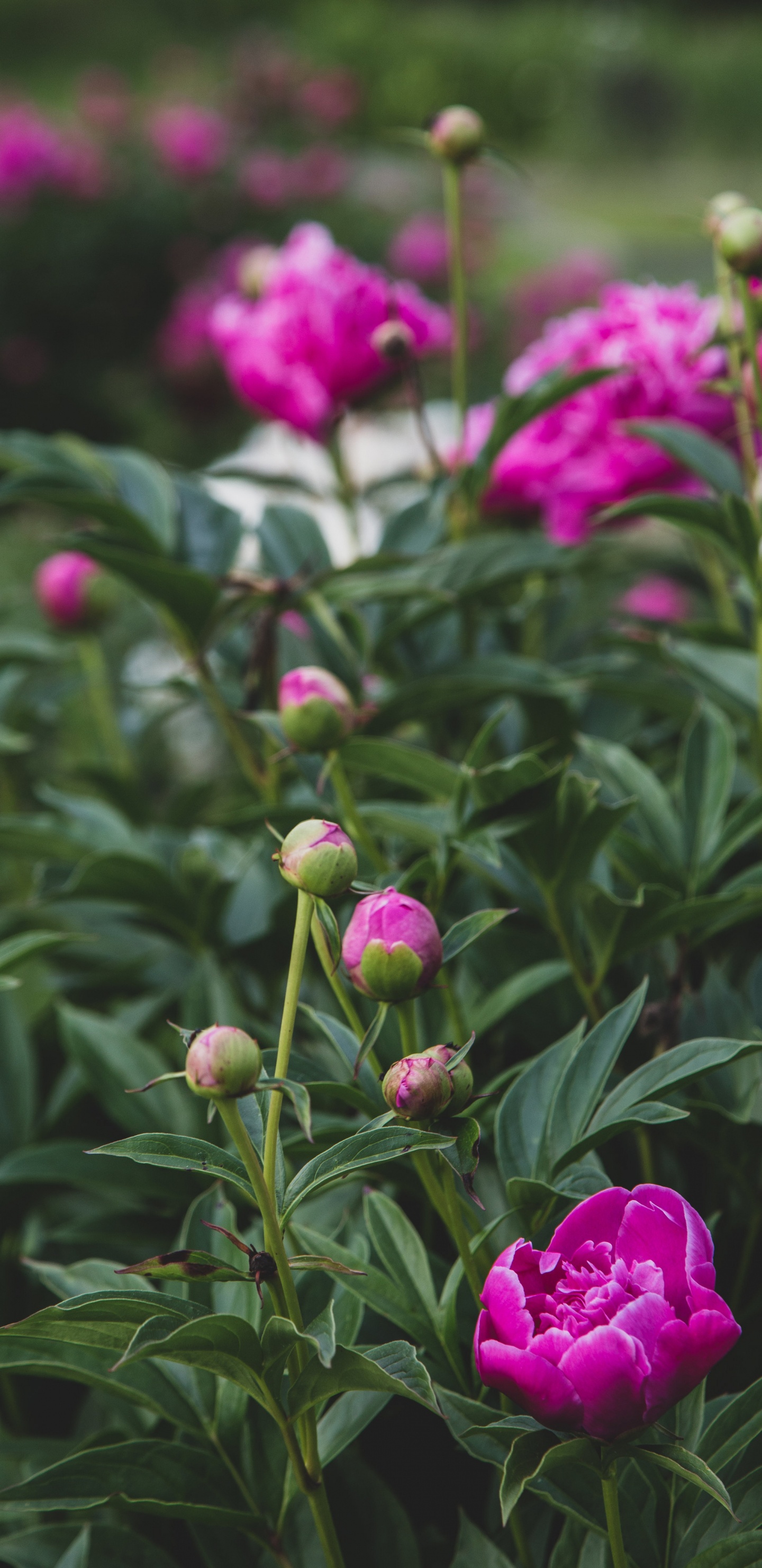 Pink Flowers With Green Leaves. Wallpaper in 1440x2960 Resolution