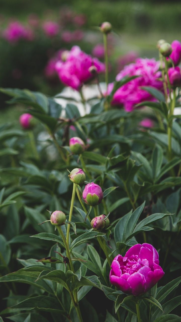 Pink Flowers With Green Leaves. Wallpaper in 720x1280 Resolution