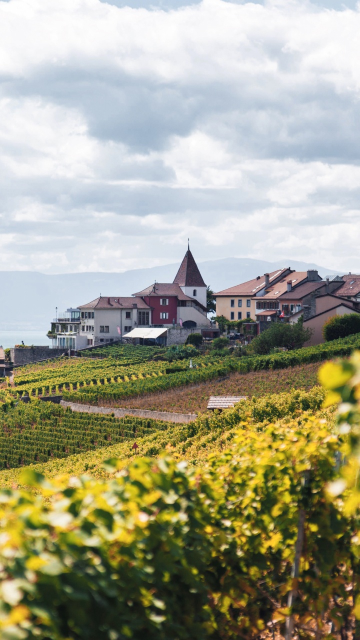 Design, Culture, Flower, Cloud, Plant. Wallpaper in 720x1280 Resolution