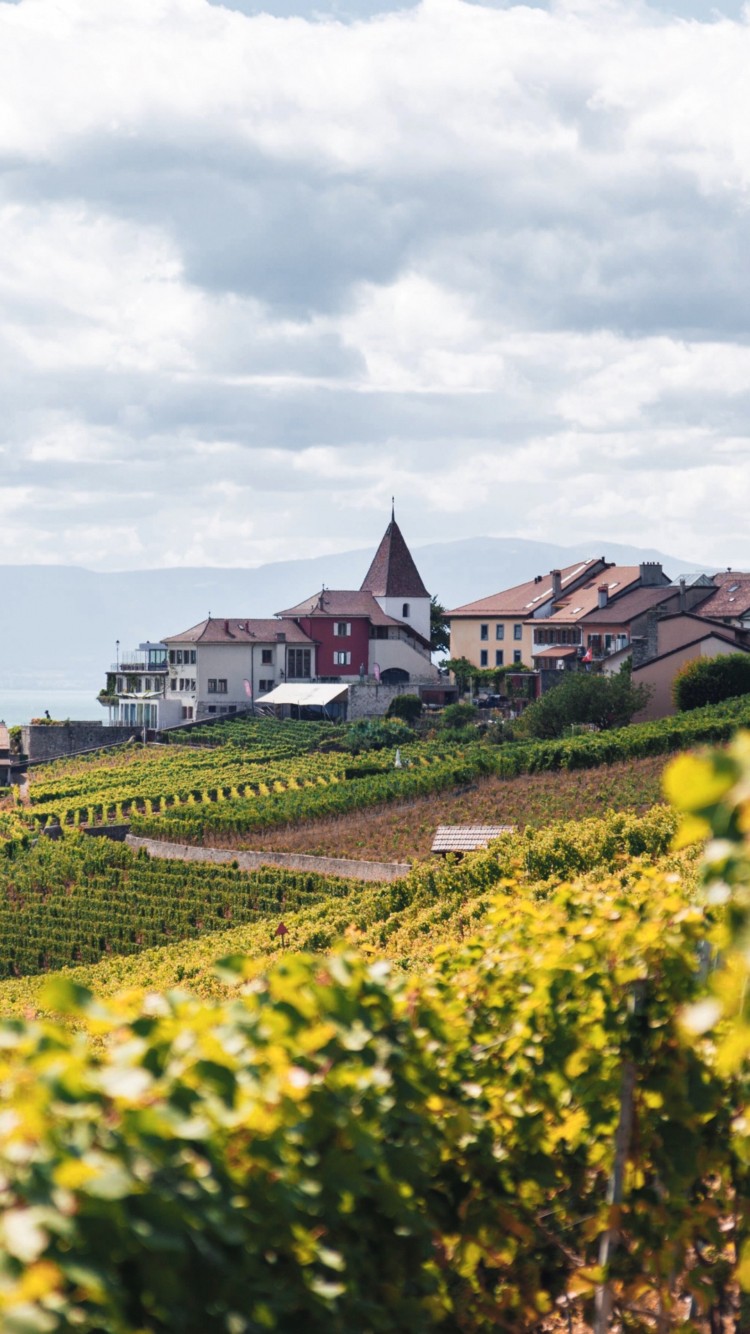 文化, 生态区, 自然景观, 植被, 草 壁纸 1080x1920 允许