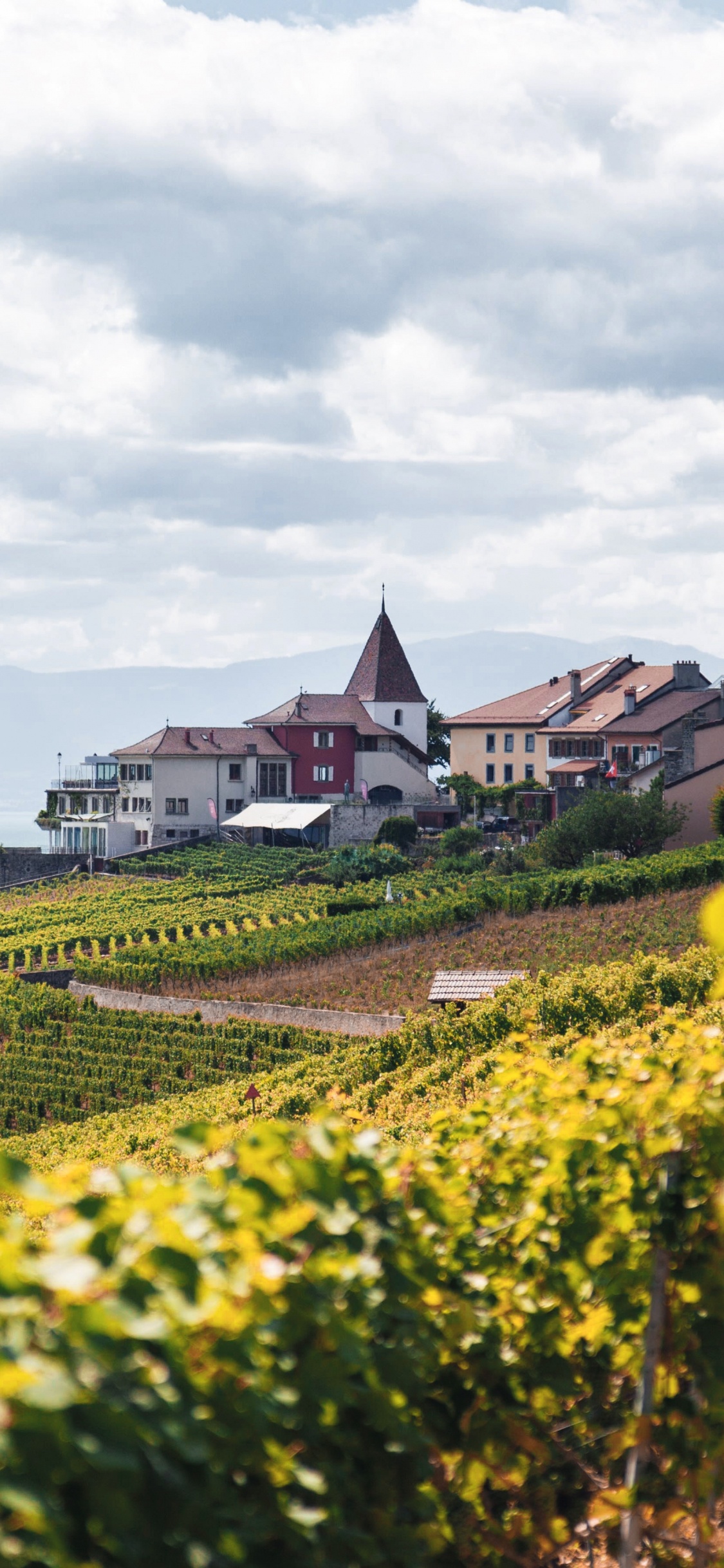 文化, 生态区, 自然景观, 植被, 草 壁纸 1125x2436 允许