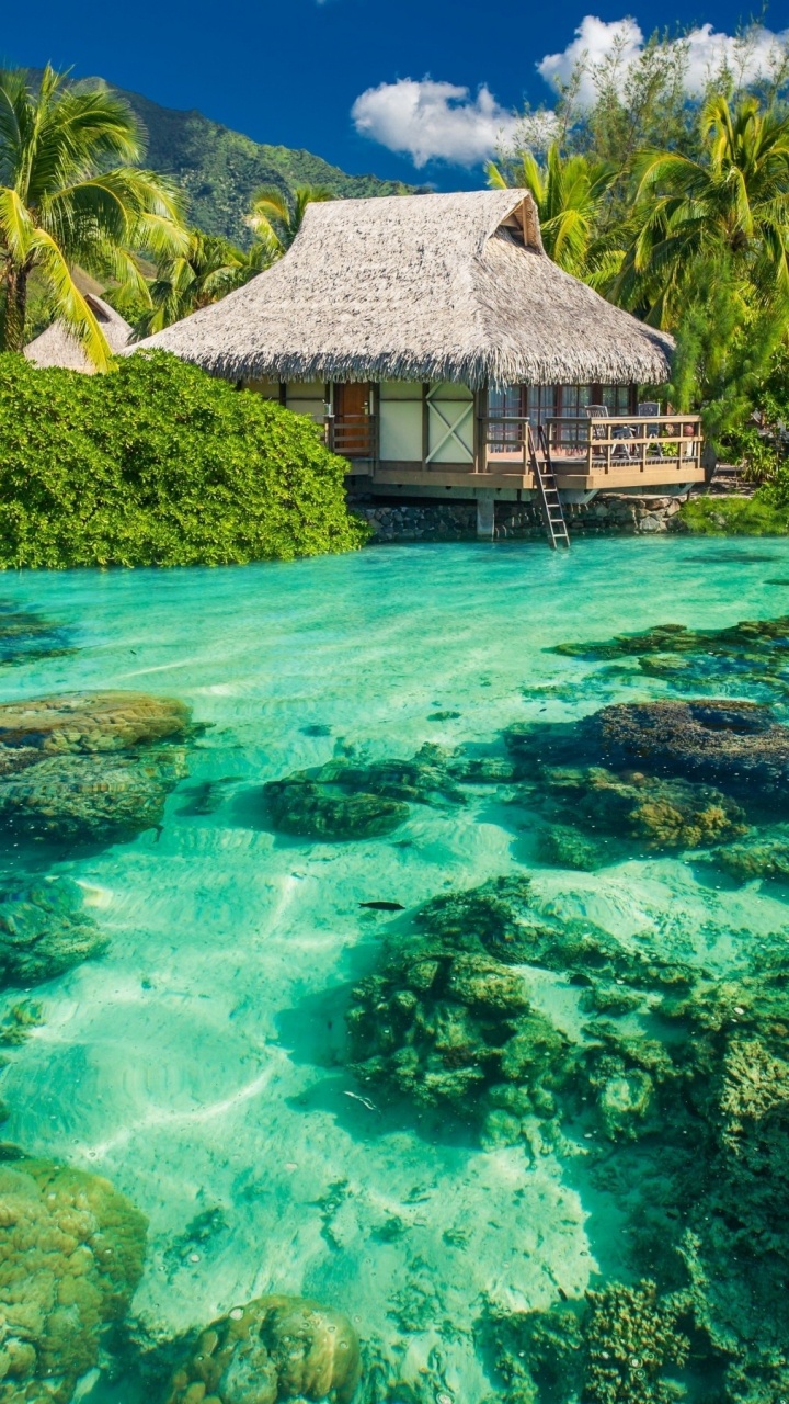 Maison en Bois Marron Sur un Plan D'eau Vert Pendant la Journée. Wallpaper in 720x1280 Resolution