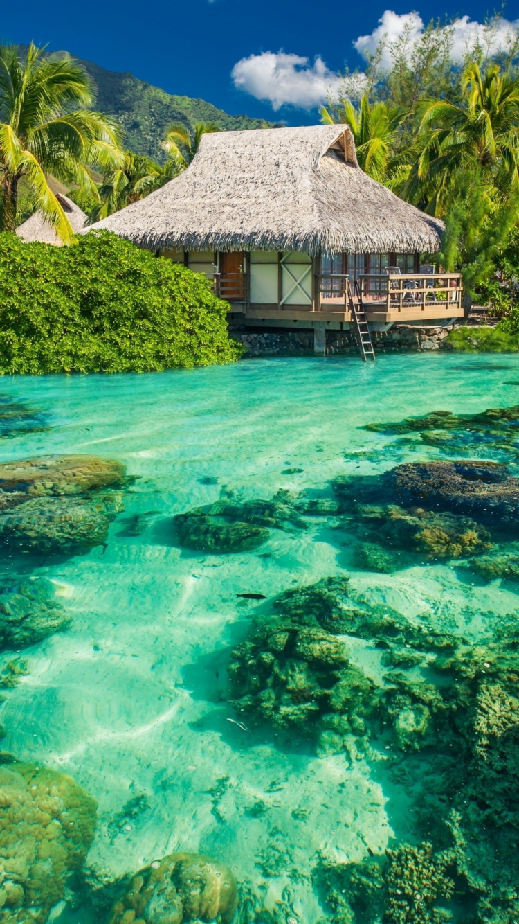 Maison en Bois Marron Sur un Plan D'eau Vert Pendant la Journée. Wallpaper in 750x1334 Resolution