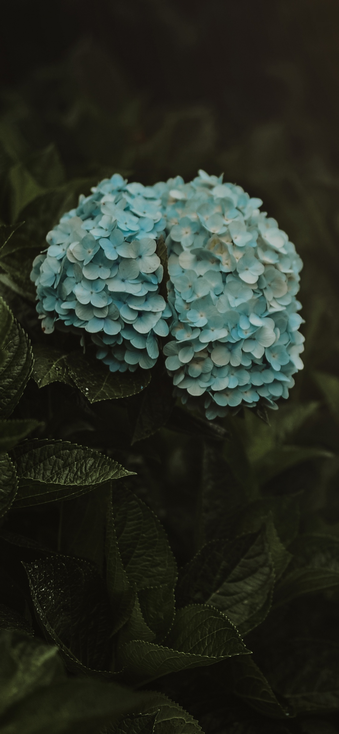 Fleur Bleue Dans L'objectif à Basculement. Wallpaper in 1125x2436 Resolution