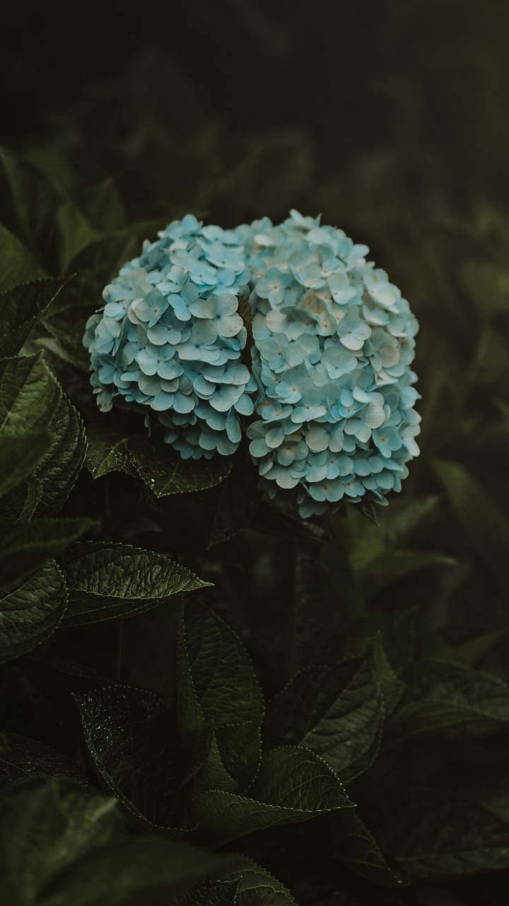 Blaue Blume in Tilt-Shift-Linse. Wallpaper in 720x1280 Resolution