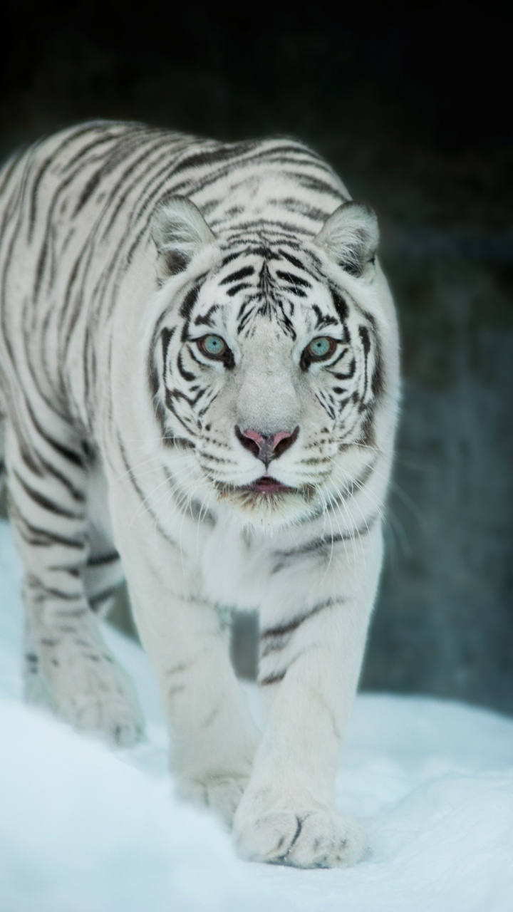 Tigre Blanco y Negro en la Nieve Blanca. Wallpaper in 720x1280 Resolution