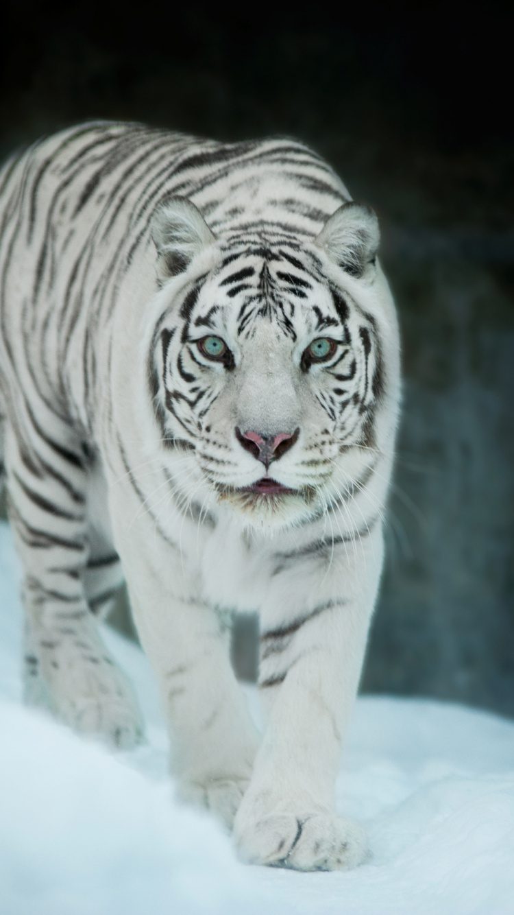 Tigre Blanco y Negro en la Nieve Blanca. Wallpaper in 750x1334 Resolution