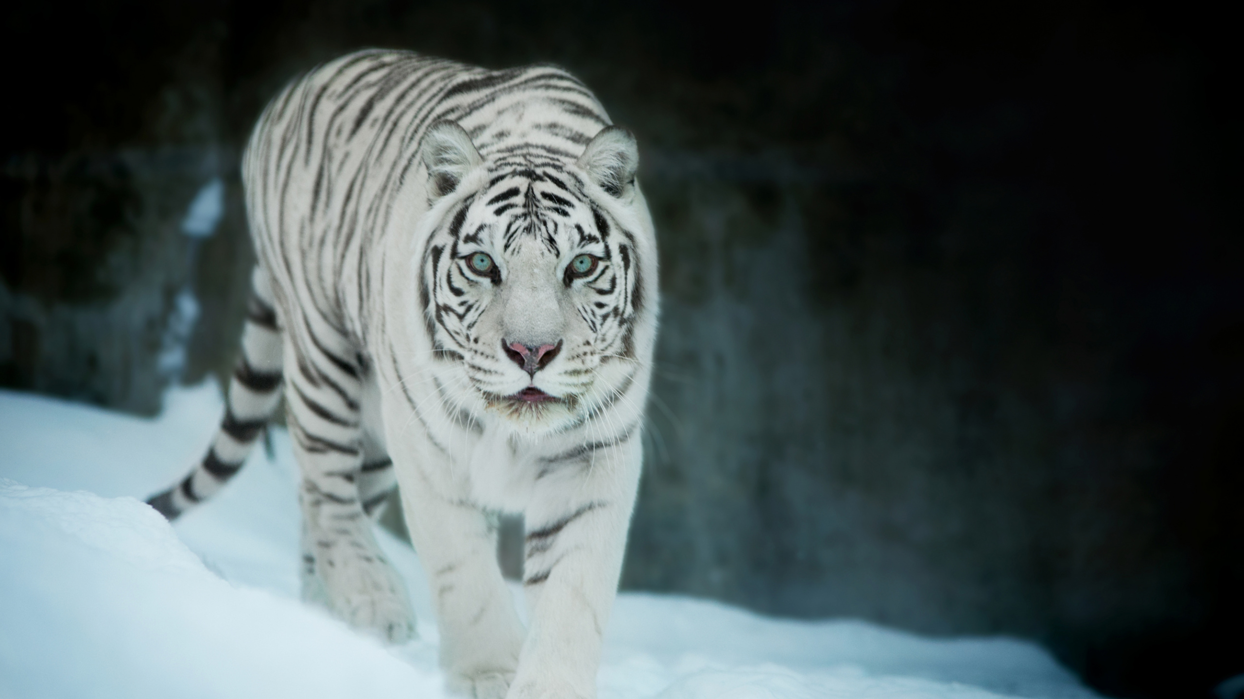 Weißer Und Schwarzer Tiger Auf Weißem Schnee. Wallpaper in 2560x1440 Resolution