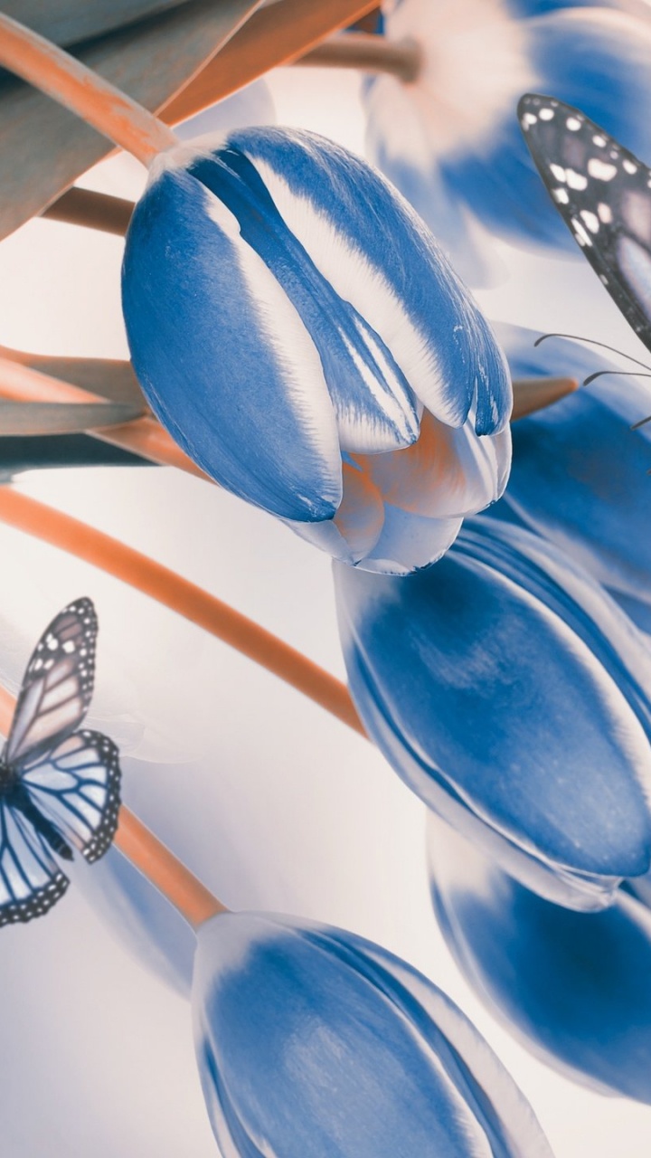 Blue and White Butterfly on White Surface. Wallpaper in 720x1280 Resolution