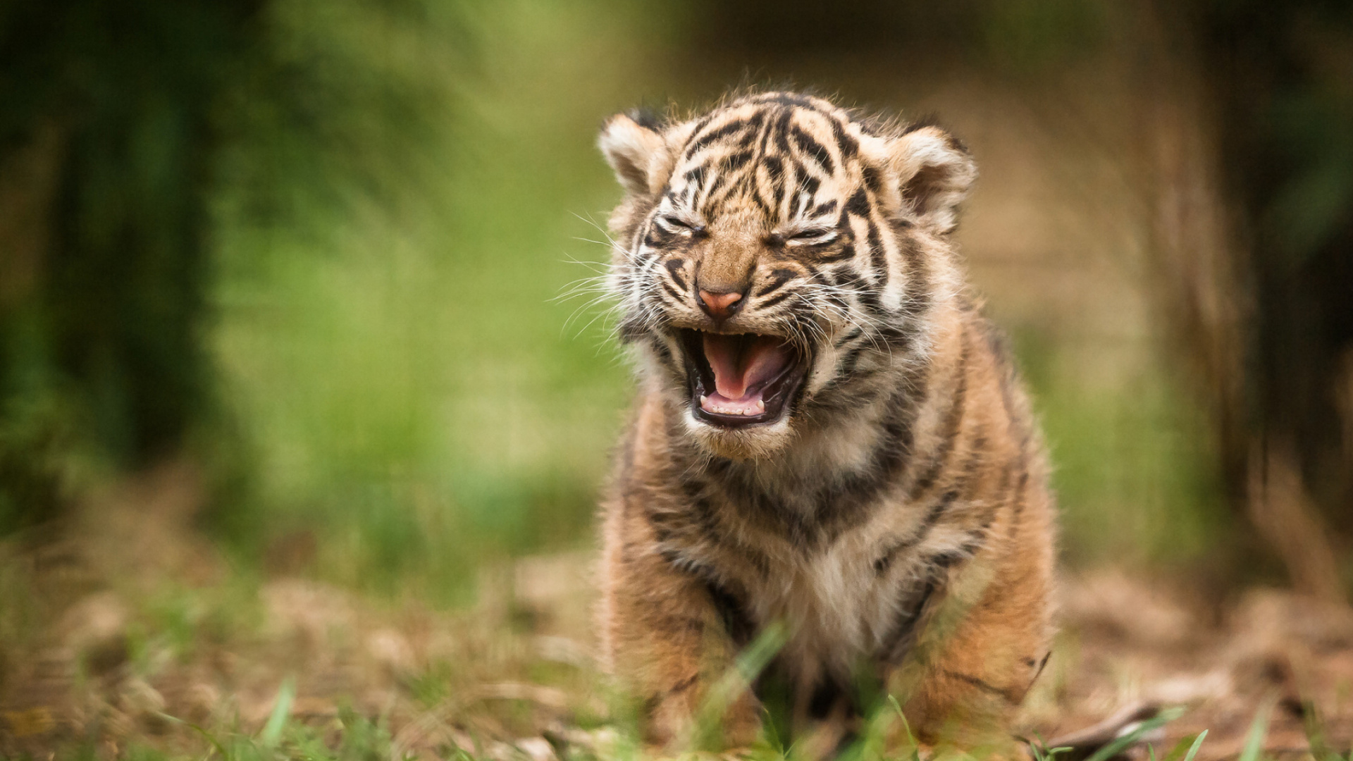 Tigre Brun et Noir Sur L'herbe Verte Pendant la Journée. Wallpaper in 1920x1080 Resolution