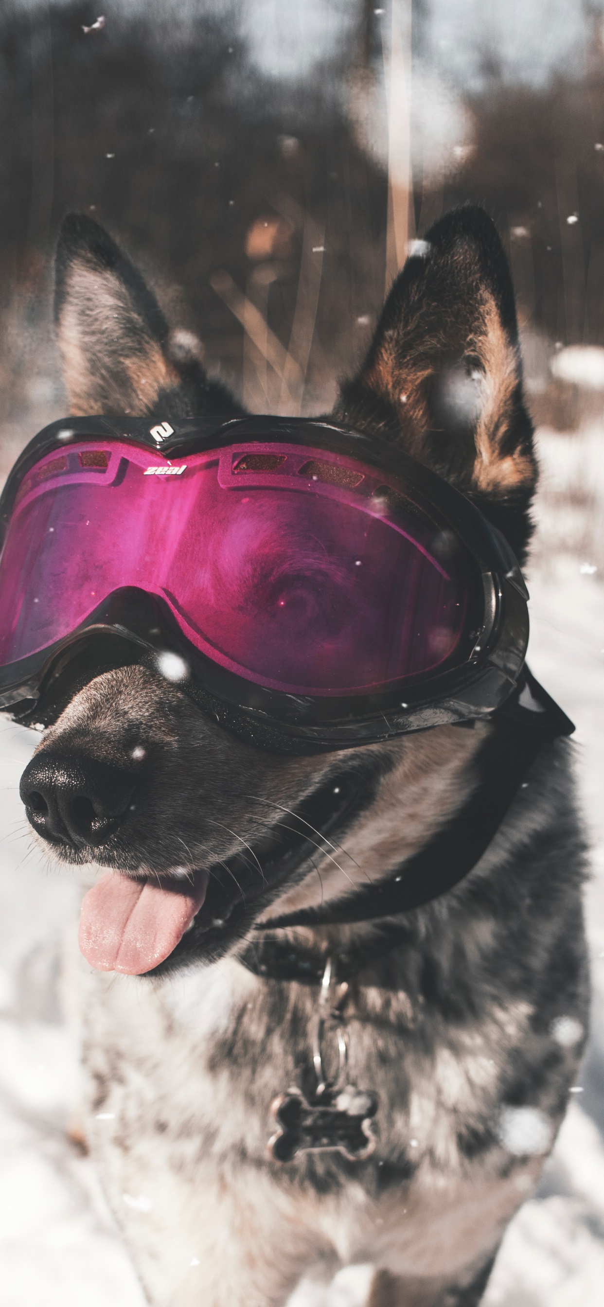 Schwarz-brauner, Kurzhaariger Hund, Der Tagsüber Eine Rote Schutzbrille Auf Schneebedecktem Boden Trägt. Wallpaper in 1242x2688 Resolution