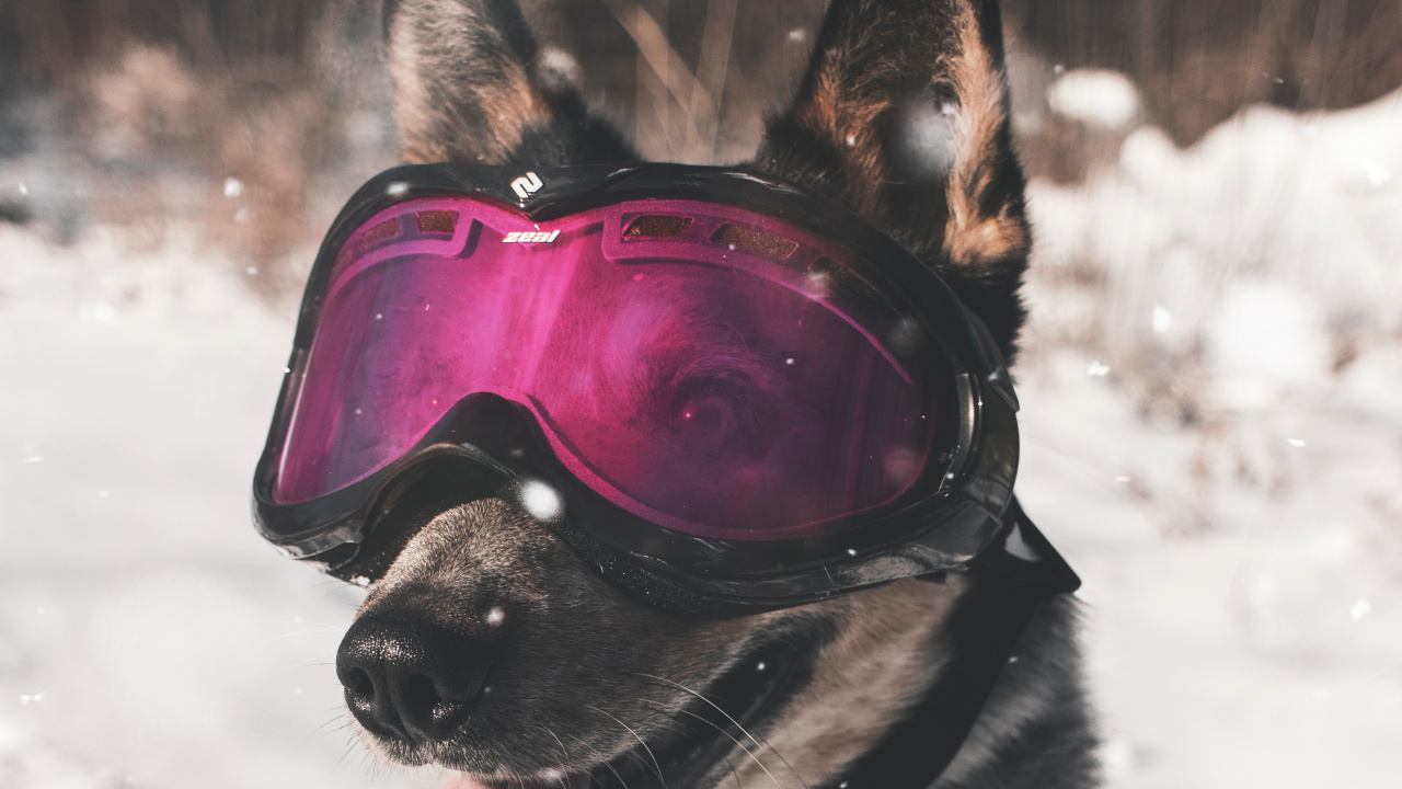 Black and Brown Short Coated Dog Wearing Red Goggles on Snow Covered Ground During Daytime. Wallpaper in 1280x720 Resolution