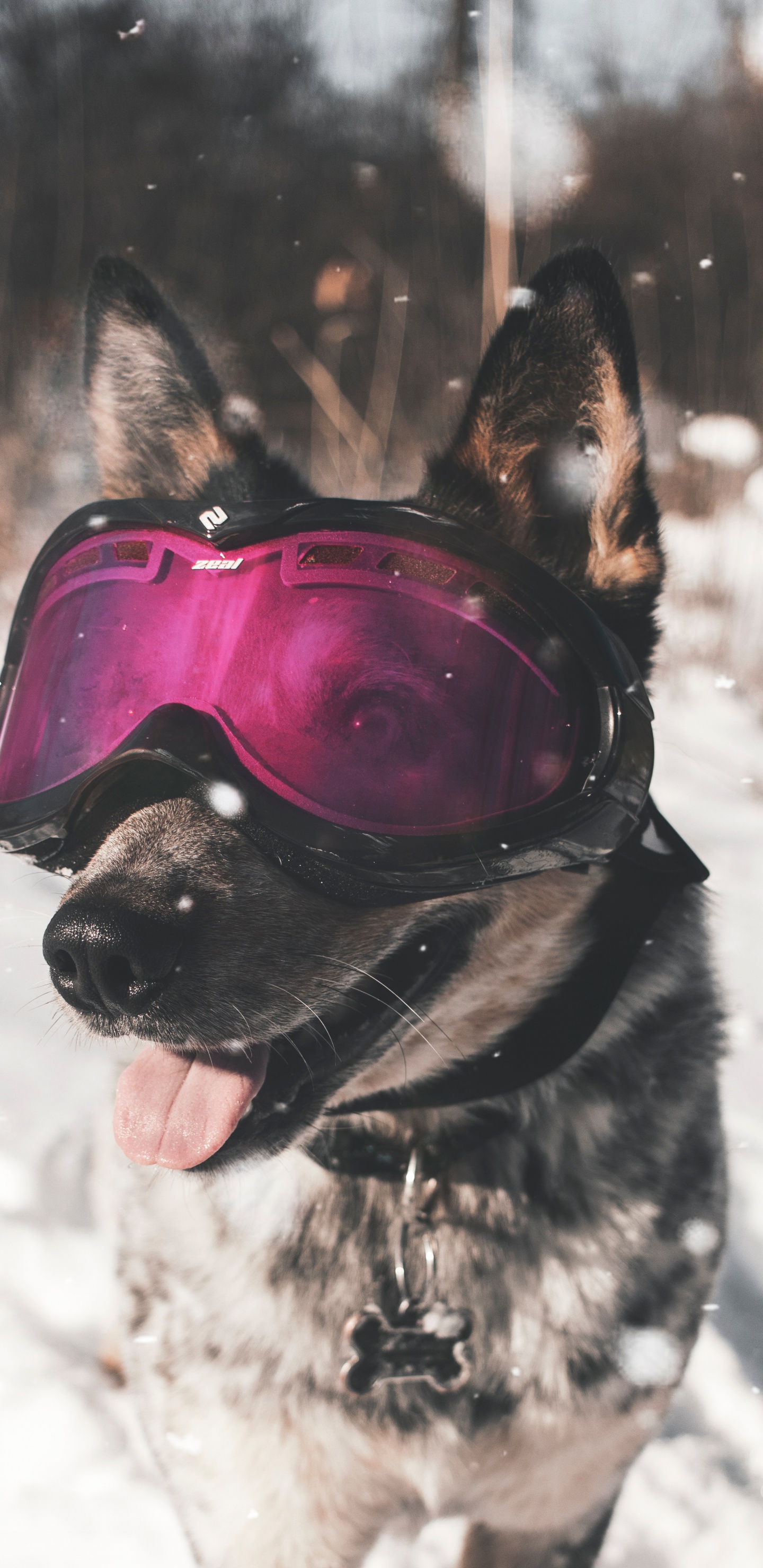 Black and Brown Short Coated Dog Wearing Red Goggles on Snow Covered Ground During Daytime. Wallpaper in 1440x2960 Resolution